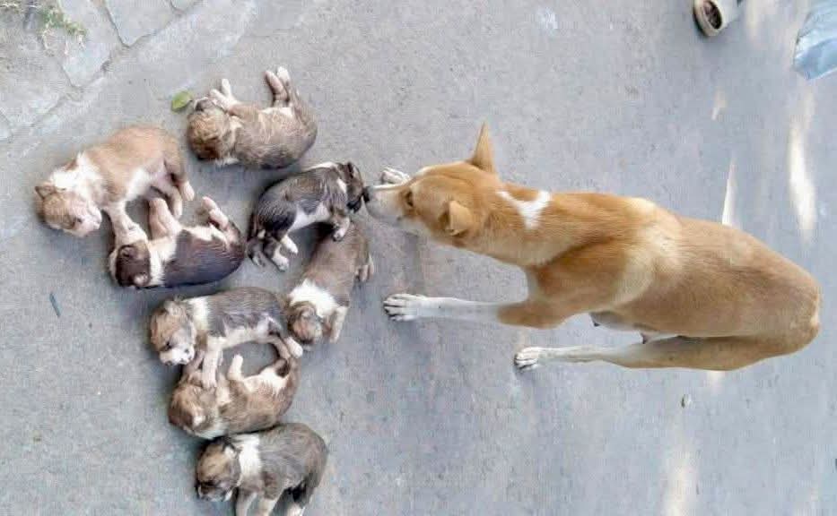 Woman held over killing of eight puppies