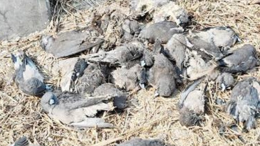 BENAPOLE PHOTO---Thirty Birds Die from Electrocution at Benapole port Cargo Yard Terminal --19.01.26.jpg