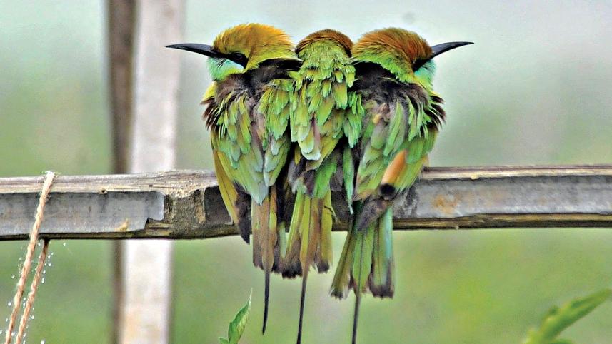Birds.jpg