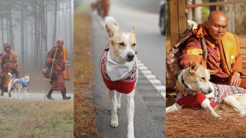 This stray dog walked 100 days for peace
