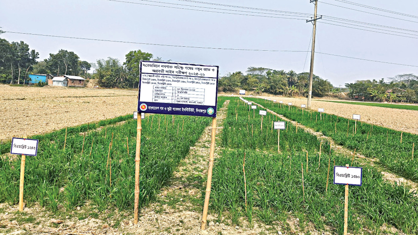 Amtali-of-Barguna.jpg