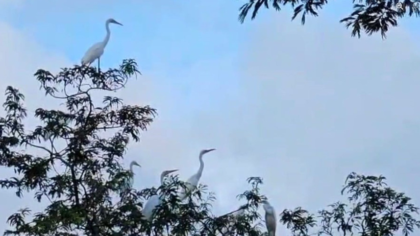 bird-haven-01.jpg