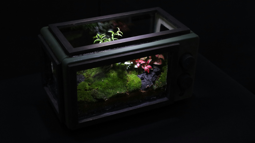 DIY terrariums make nature accessible for busy urbanites