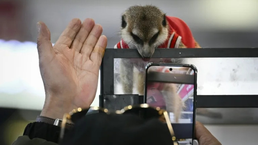 Exoticpet_china.jpg