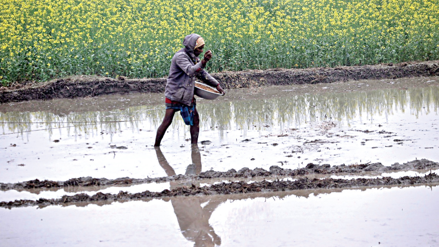 Rice-field-OP_1.jpg