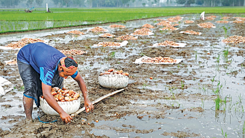 Bangladesh potato farmers disaster support