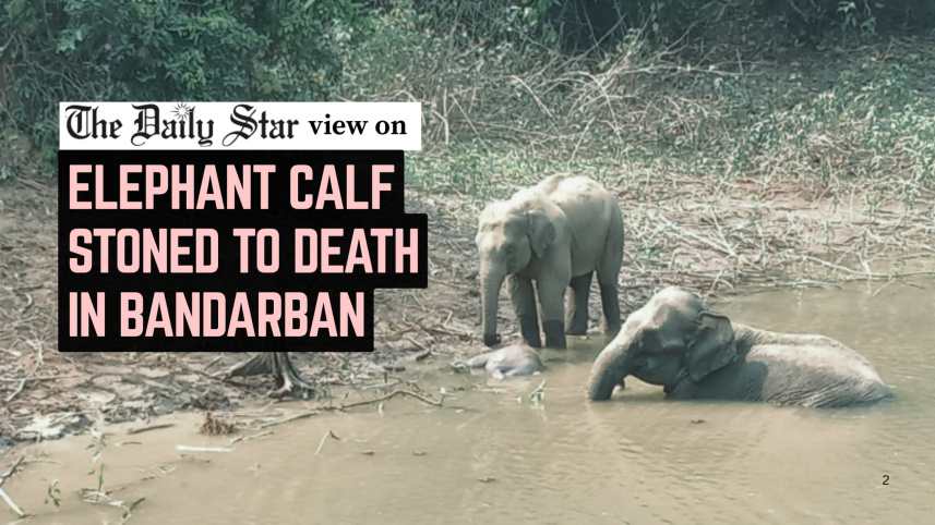 Elephant-calf-Editorial_2.jpg