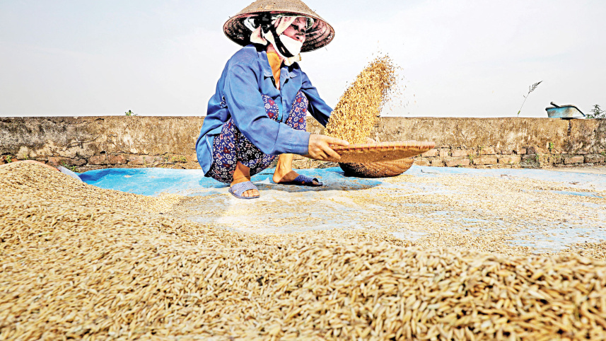 Global-rice.jpg