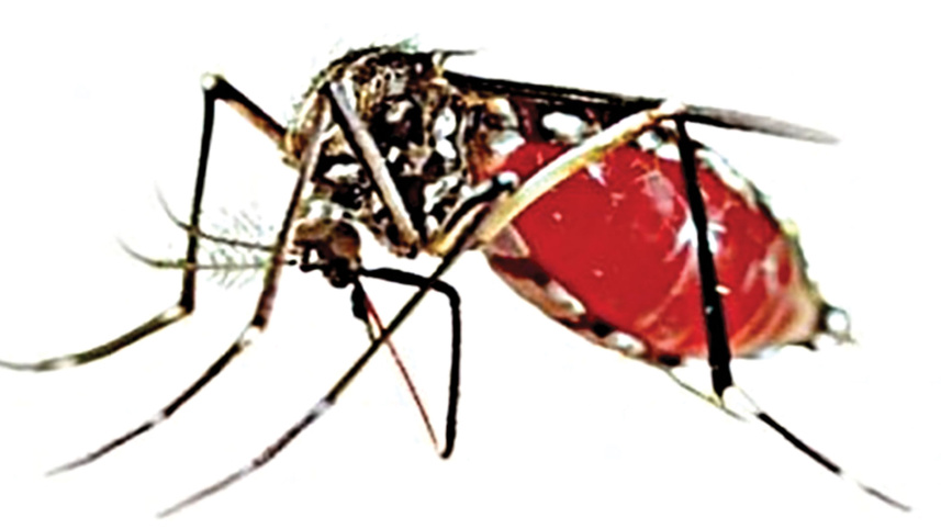dengue deaths in Bangladesh today