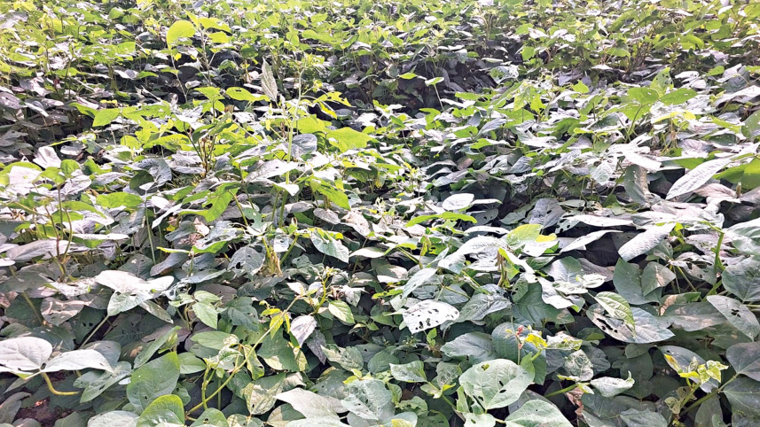 soybean-2.jpg