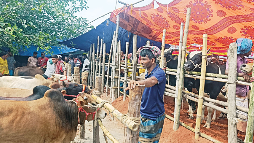 Eid cattle market Bangladesh 2026