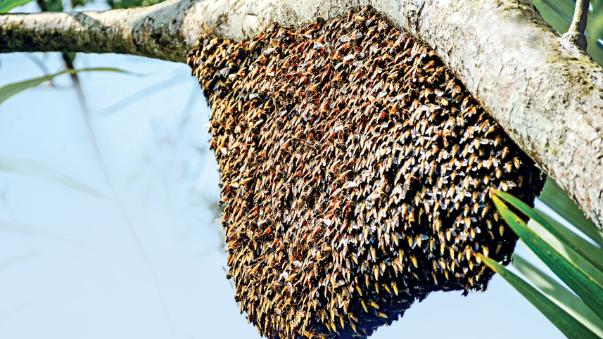 Honey_Hunting,_Sundarbon2.jpg