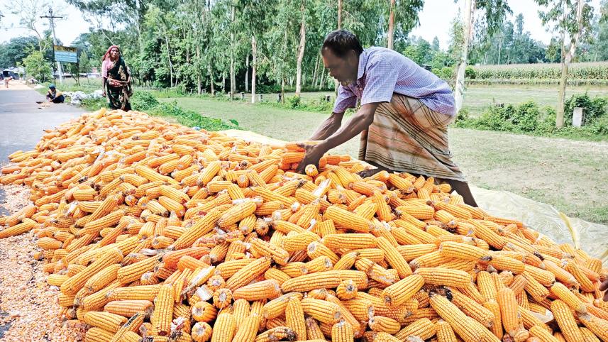 Maize-growers-1.jpg