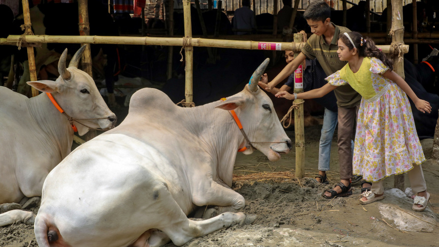 A child patting the head of a cow