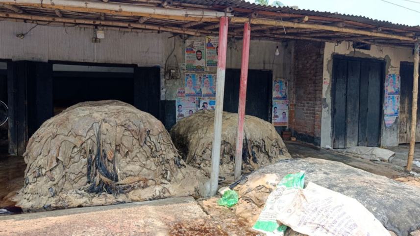 Every Eid-ul-Azha, Natore becomes the largest rawhide wholesale hub in the region. Photo: Star