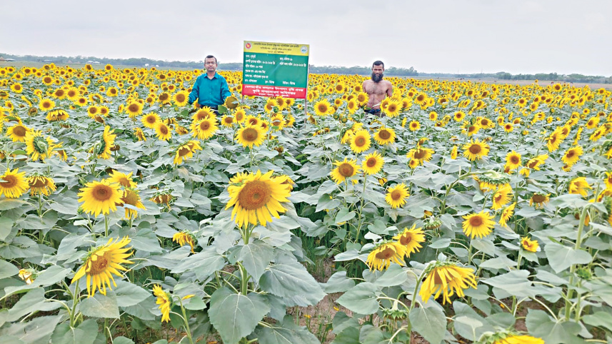 Sunflower Farming in Patuakhali Bangladesh