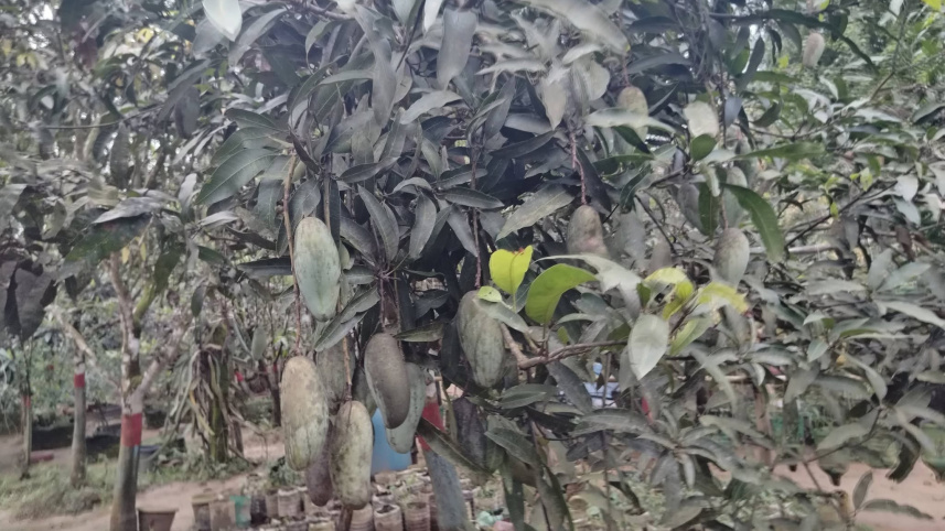 There are currently 100 domestic and foreign fruit varieties on a two-acre hillside plot. Photo: Star
