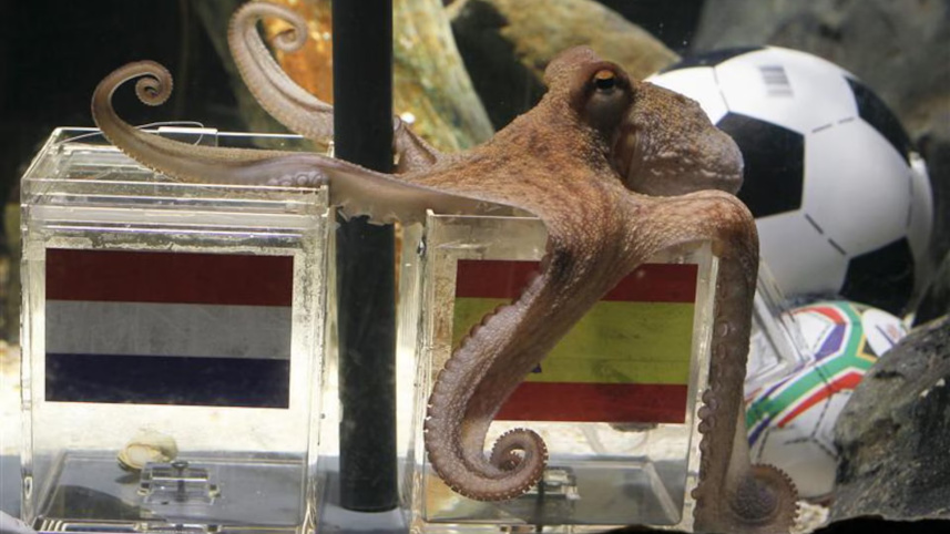 Paul the Octopus picking Spain as the winner of the FIFA World Cup final 2010.