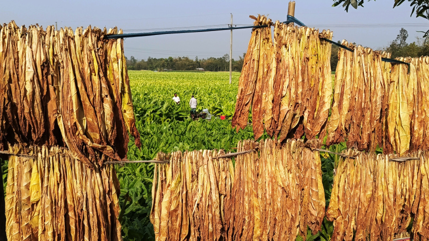 Nearly 50,000 farming families across the Rangpur region are directly or indirectly involved in tobacco cultivation. Photo: Star