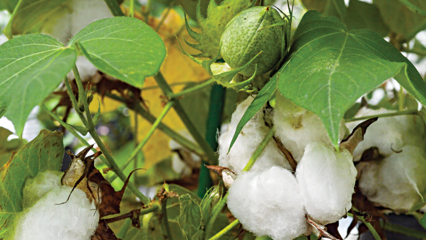 cotton.jpg