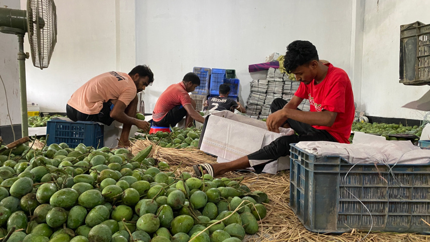 rajshahi-mango-farmers-01.jpg