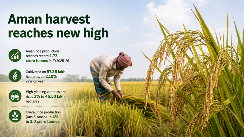 Aman harvest.png