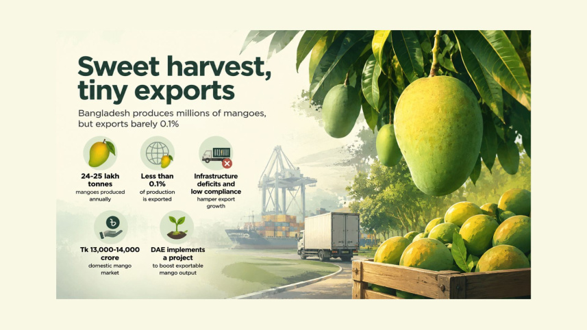 Mango harvest.jpg