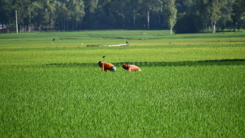 Bangladesh agriculture budget 2026-27