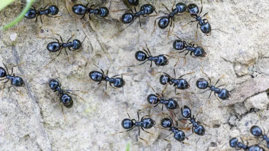 ant.jpg