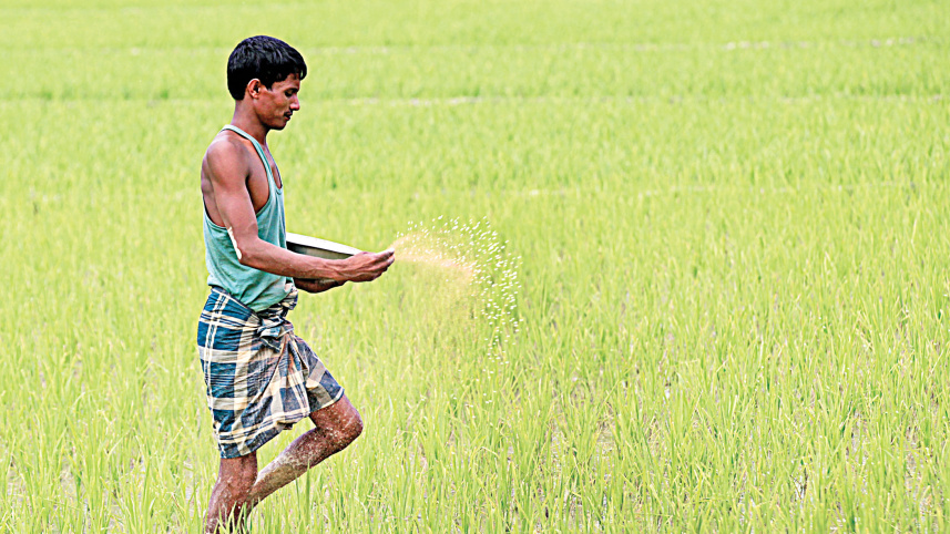 Boro-rice.jpg