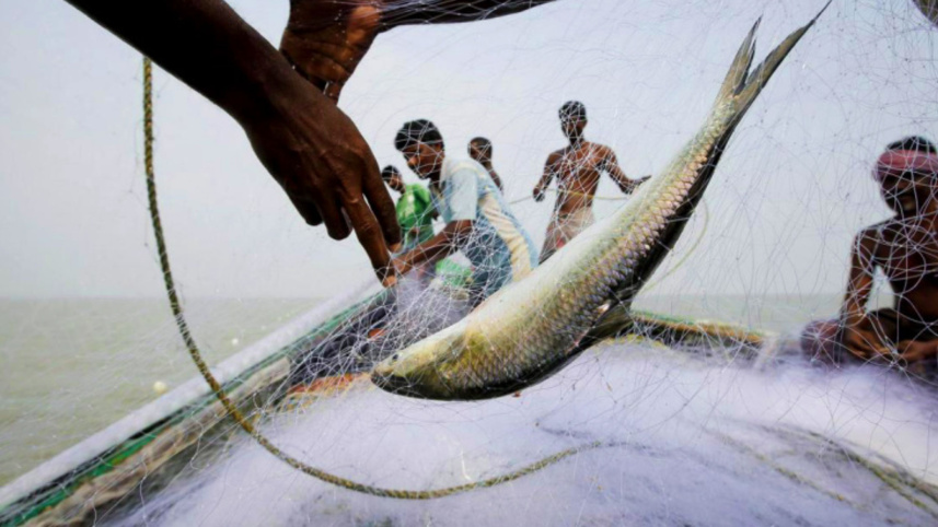 Op2__hilsa.jpg