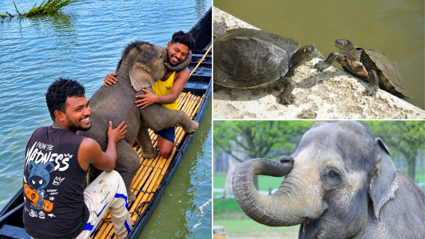 When ordinary people risk everything to save animals in need