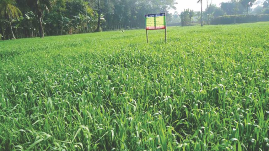 agricultural-productivity-project.jpg