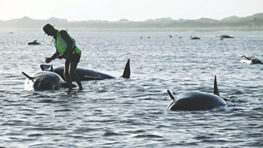 beached-whales.jpg