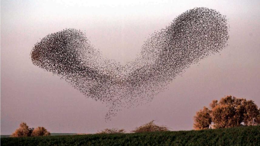 dance-birds.jpg