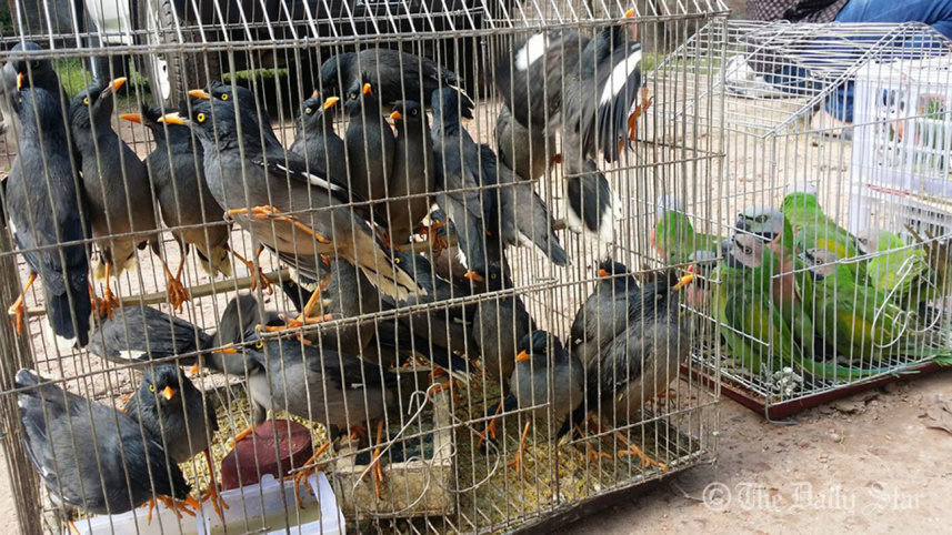 Wild birds