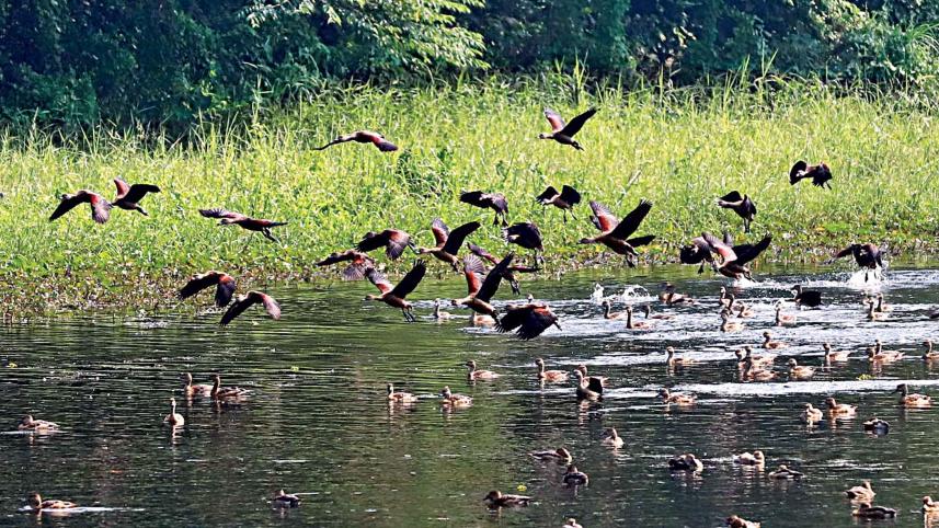 migratory-birds.jpg