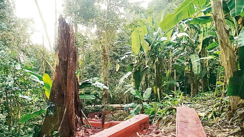 sangu-forest.jpg