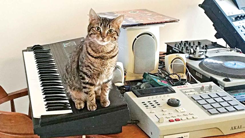 cat.jpg