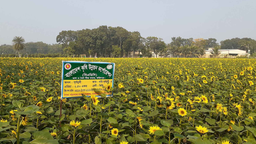 sunflower.jpg