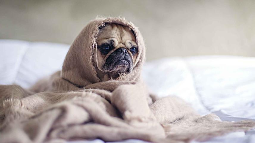 dog.jpg