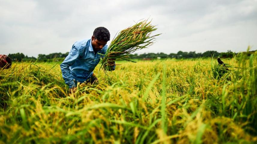 bangladesh-rice-afp-wb.jpg