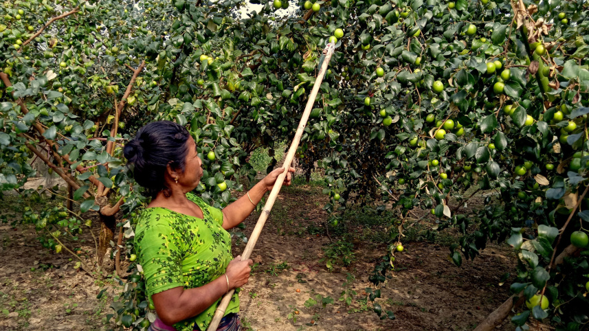A-jujube-grower-works.jpg