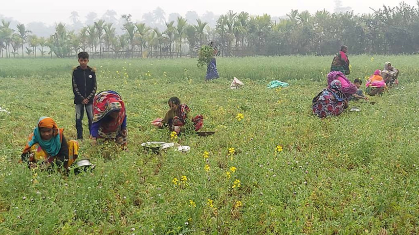 Green-pea-Natore-growers.jpg