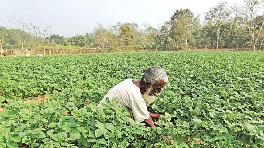 alternatives-tobacco-farming.jpg