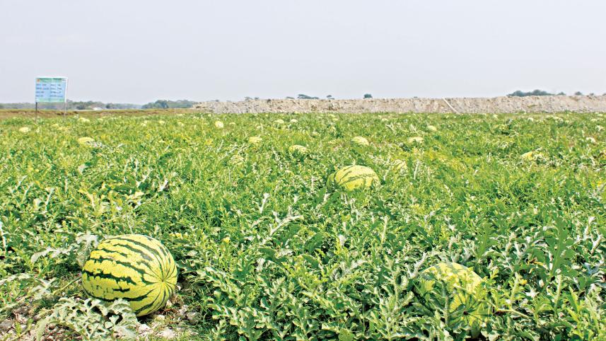 early-variety-watermelon.jpg