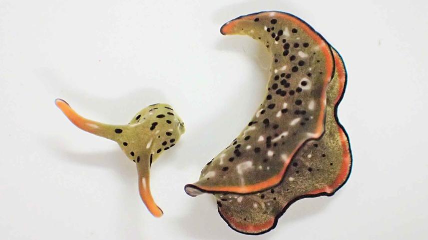 sea-lugs.jpg