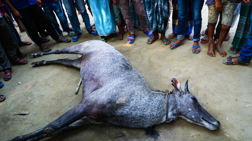 Nilgai.jpg