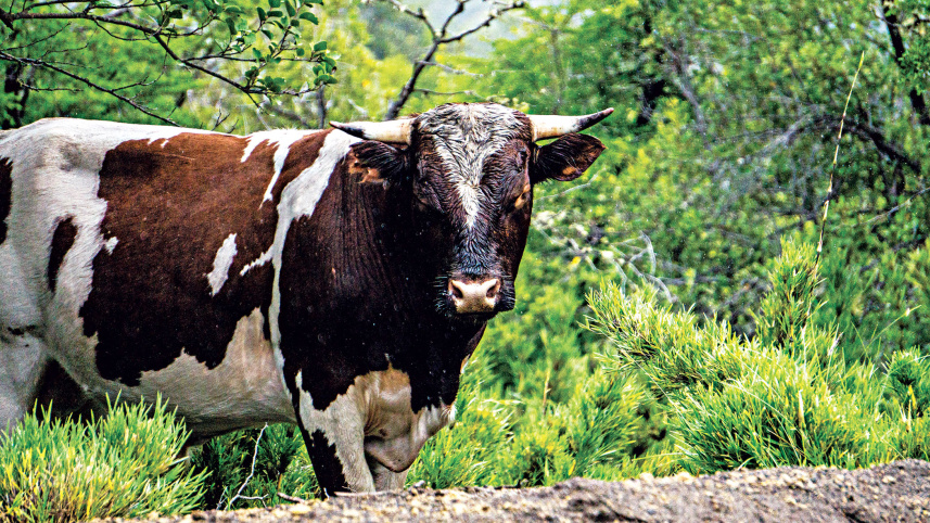 dairy-farm-job.jpg