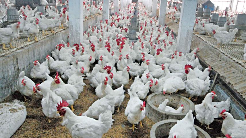 Poultry producers urge govt to fix egg, chicken prices